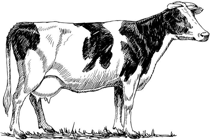 Black and white illustration of a cow standing on a patch of grass. 