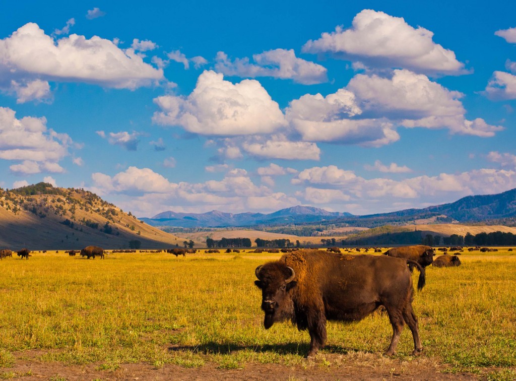 Bison Paradise in Yellowstone National Park, USA. A group of bison are scattered throughout a green field. Mountains are off in the distance. Above is a bright blue sky with scattered fluffy white clouds.