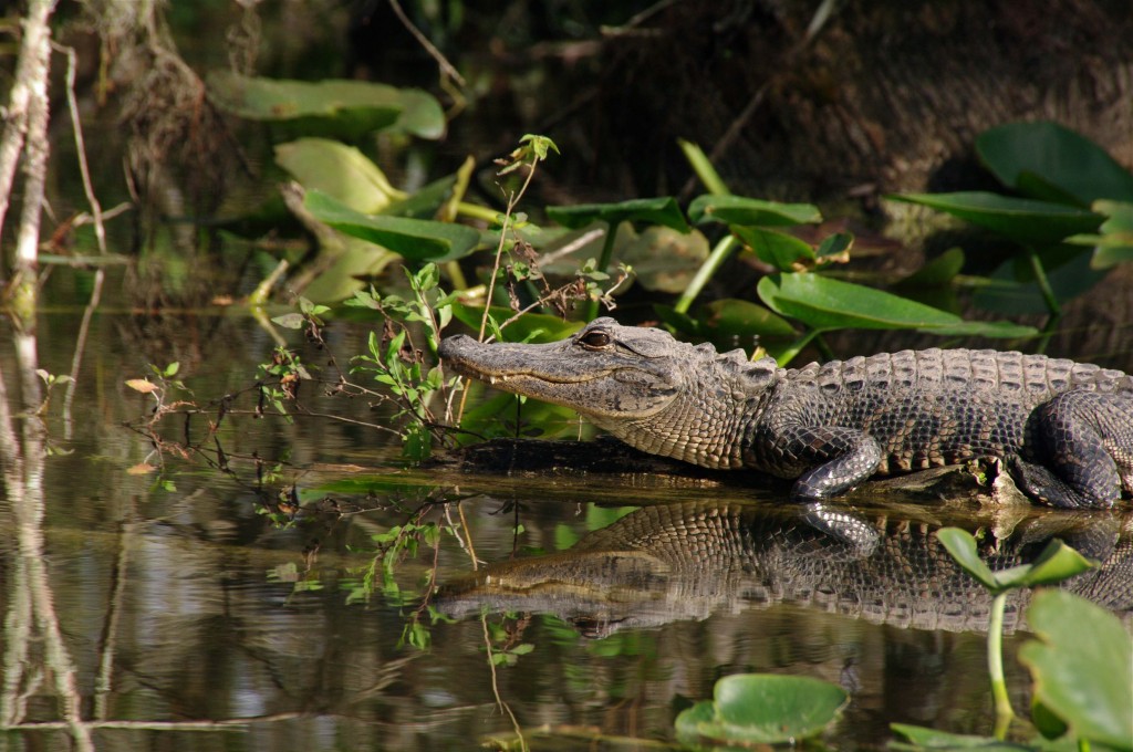 Alligator in the Florida Everglades sits on a log surrounded by water. Scattered branches and lilypads are in the background and foreground. 